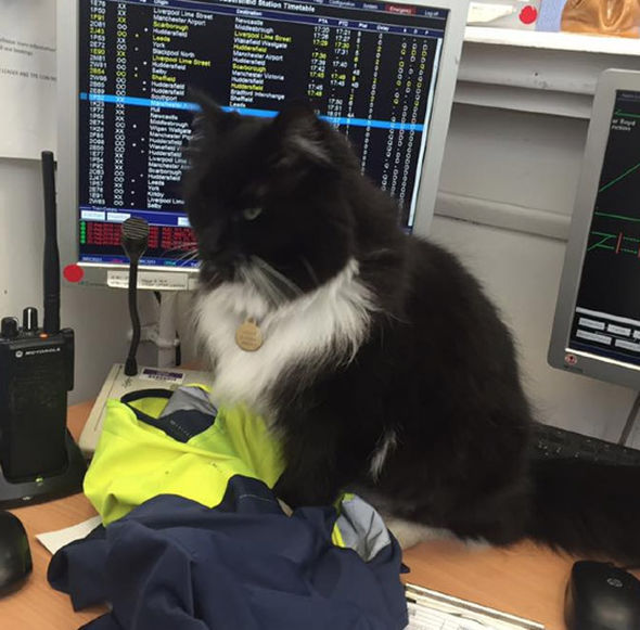 Felix sitting by computer