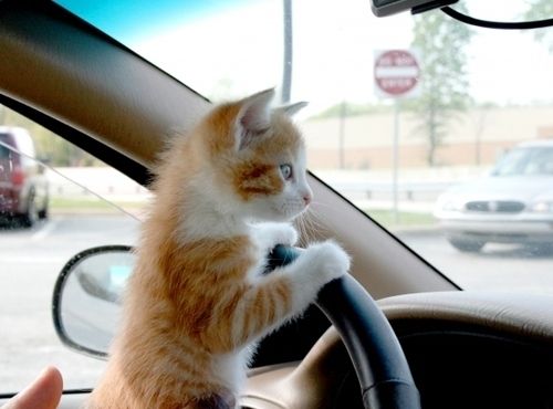 Professional Driver Cat Picture