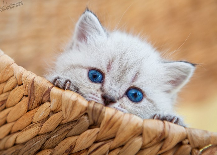 Blue-Eyed Cat Picture