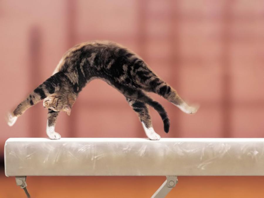 Gymnast Cat Picture