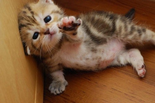 Begging Cute Cat Picture
