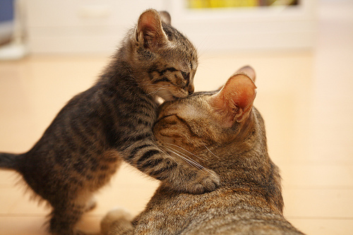 I Love You Mom Kitty Picture