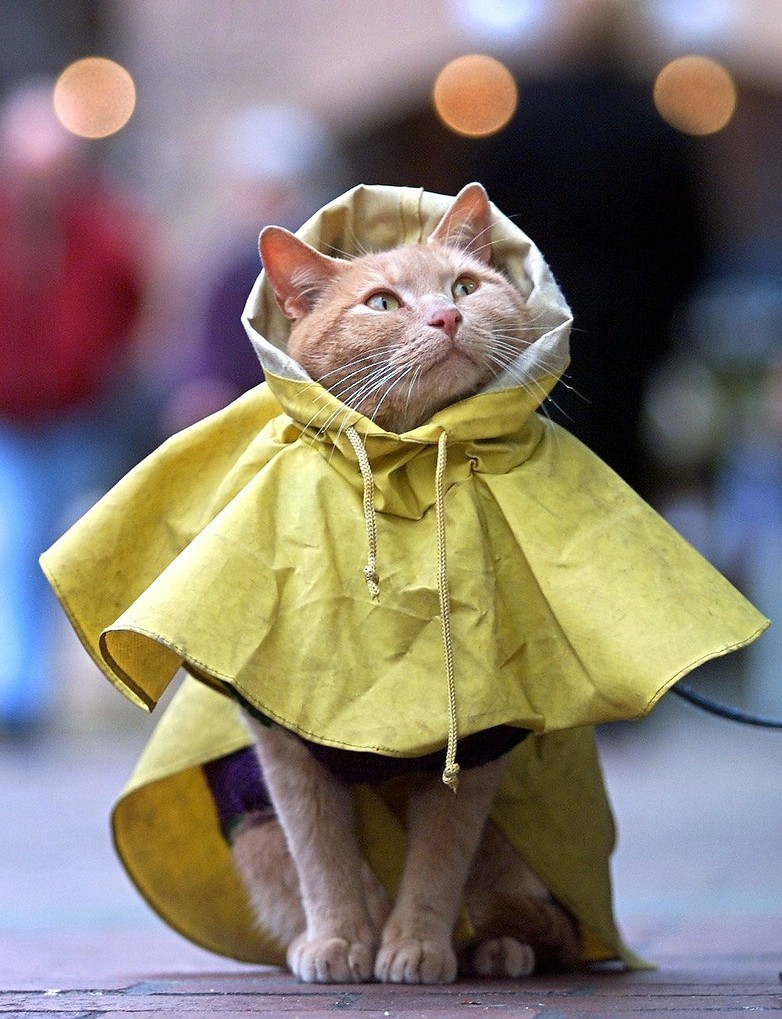 Rain Coat Kitty Picture