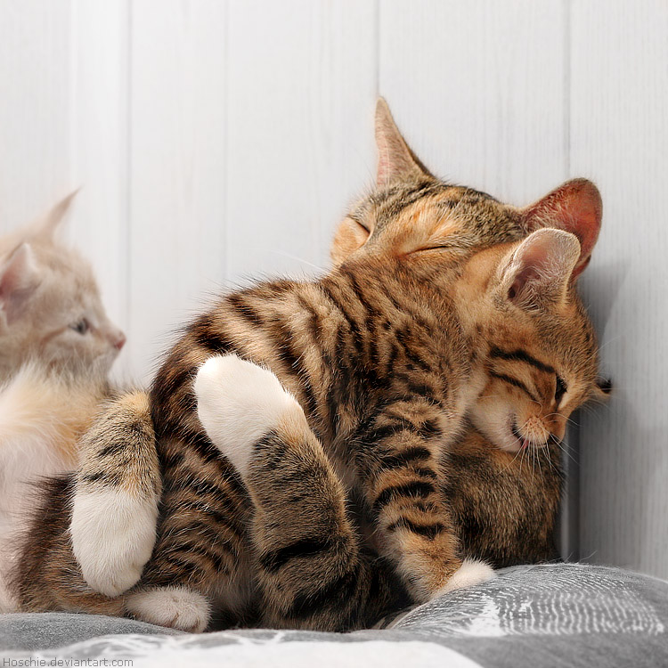 Mother and Child Cat Picture
