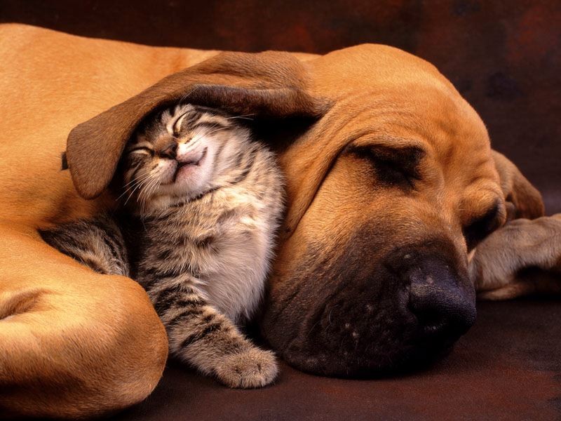 Cute Cat And Dog Friends Picture