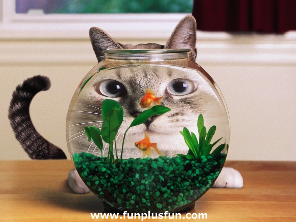 Bubble Face Cat Picture