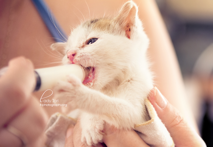 Survivor Cute Kitten Picture