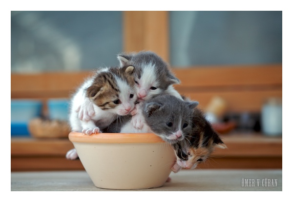 One More Cup of Kittens Picture