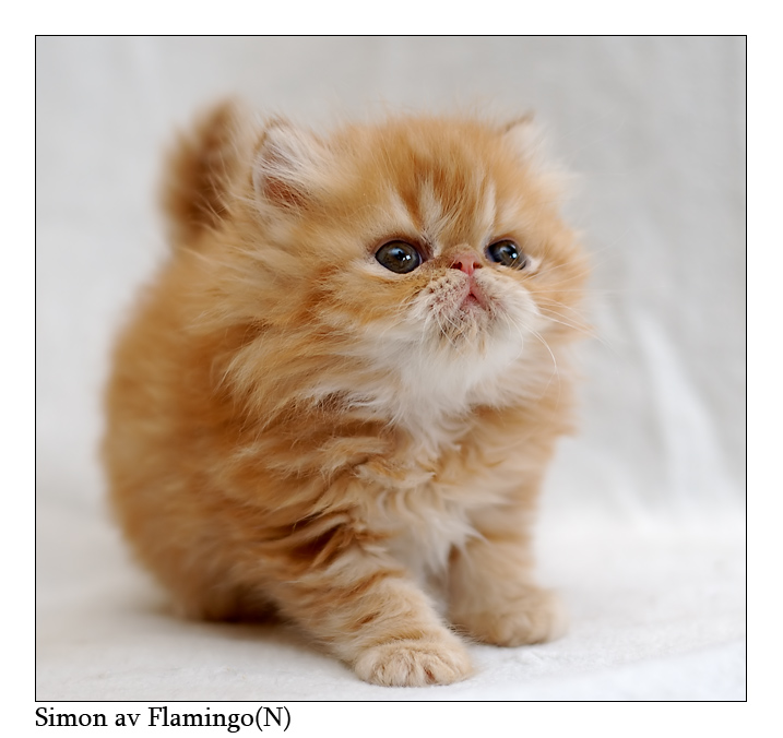 Startled Persian Cat Picture