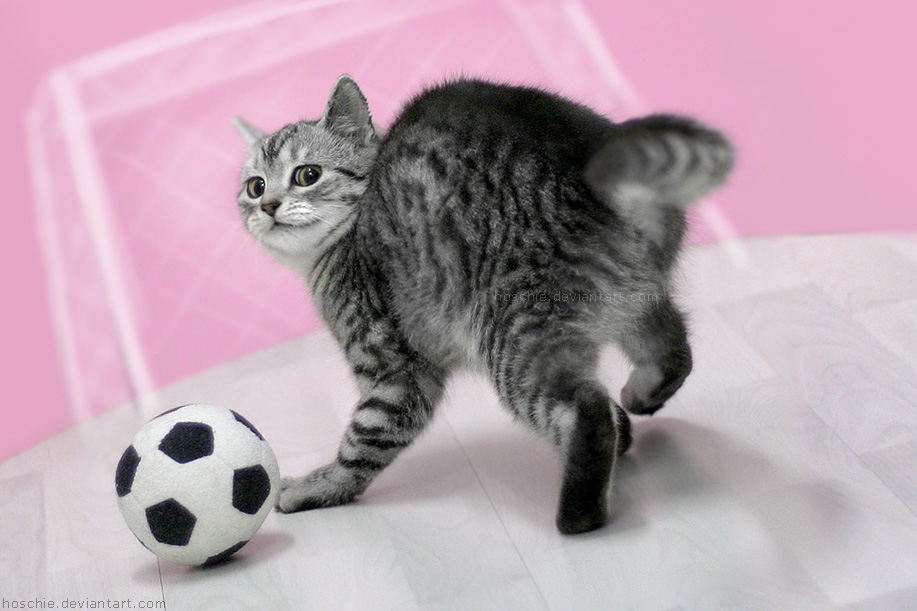 Cute Sporty Kitty Picture