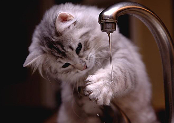 Cute Hygienic Cat Picture