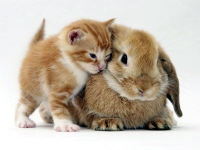 Picture of a Cute Cat and Rabbit Tandem