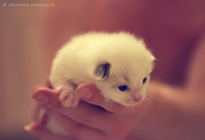 Tiny Cute Kitten Picture
