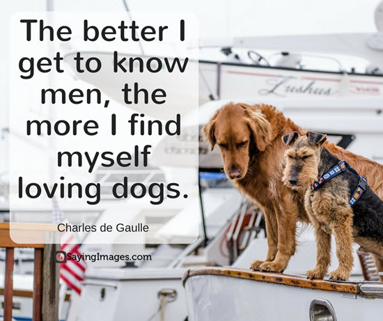 love my dog quotes
